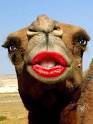 hump day